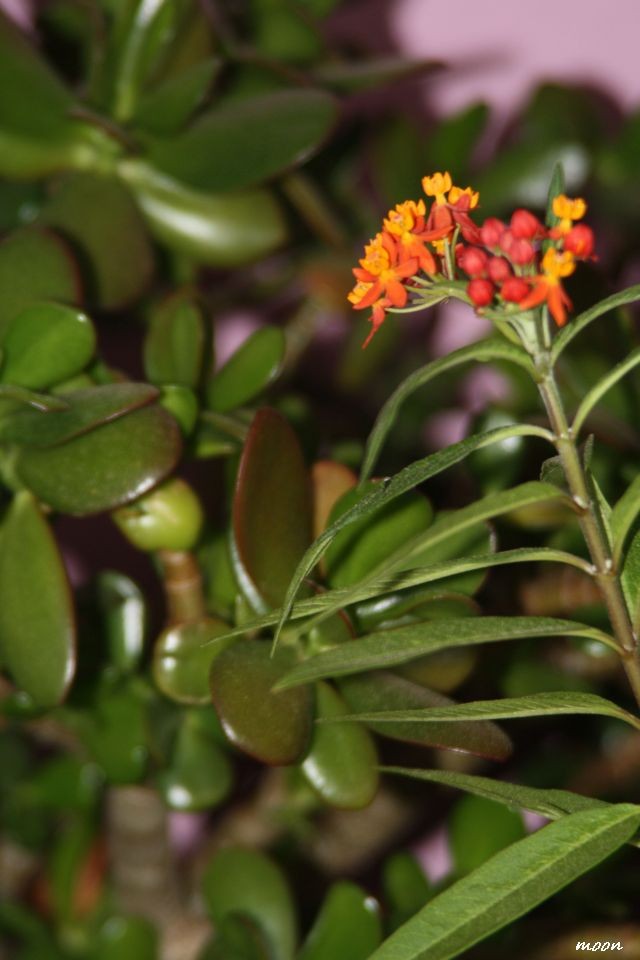 crassula ovata